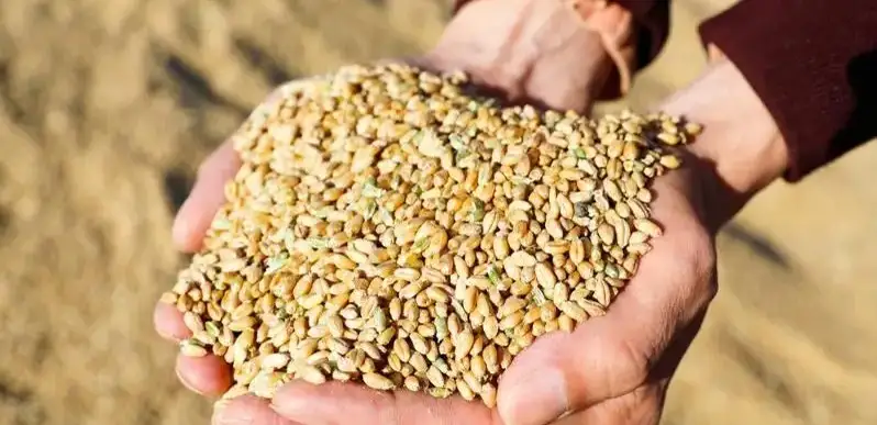 аграрии зерно