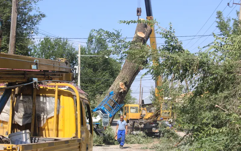 вырубка деревьев