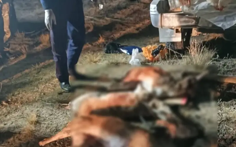 джейраны 