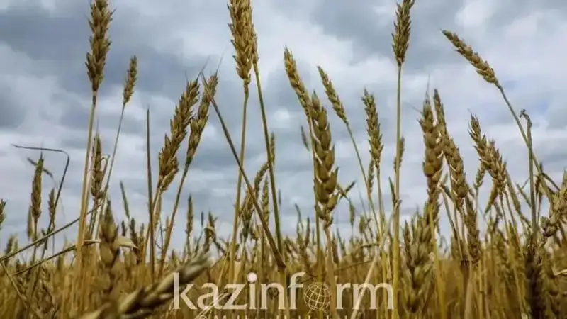 wheat