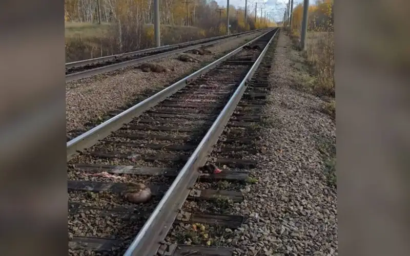 Отару овец сбил грузовой поезд в СКО