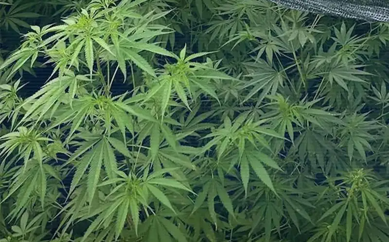 Алматы облысының тұрғыны алма бағында қарасора өсірген 