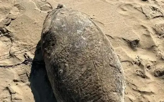  гибель тюленей