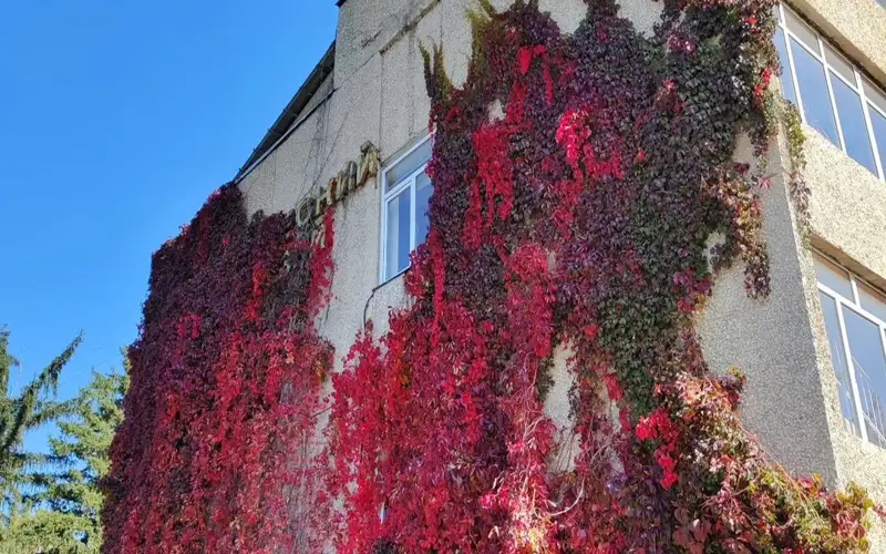 Девичий виноград обвил здание института ботаники в Алматы