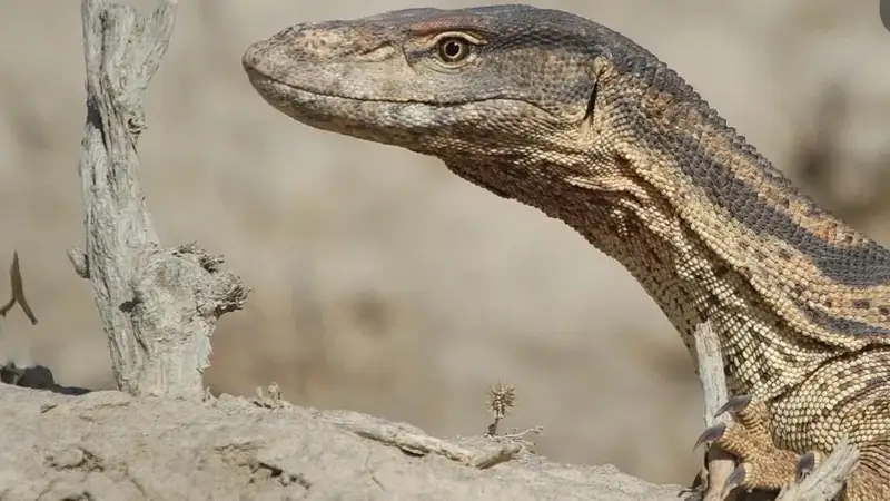 Өзбекстанда келес кесірткесін сойып жеген 61 жастағы ер адам жауапқа тартылды