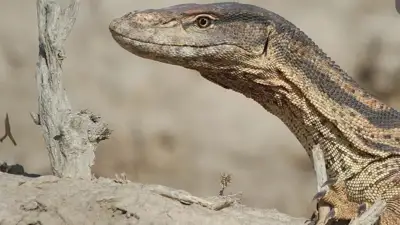 Тәжік секс Ішінен жыныстық қатынас, жақыннан