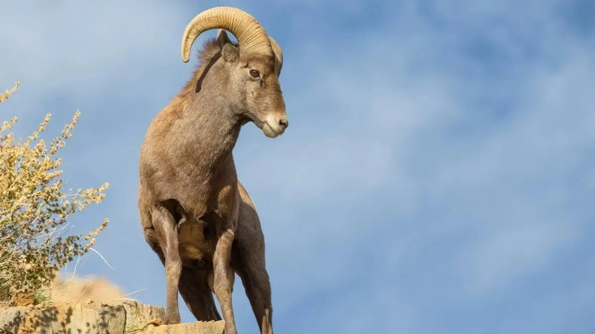 Көптеген еркектер қыздың аузына сұқпалады