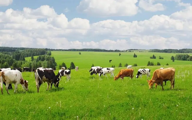 Прокурорлық талдау