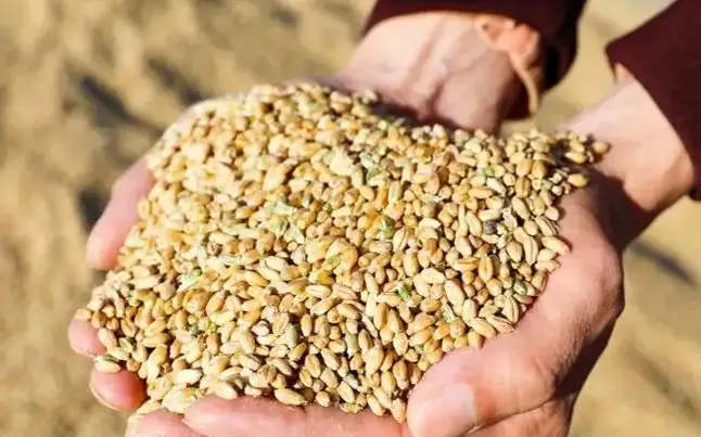 Казахстан сократит экспорт зерна