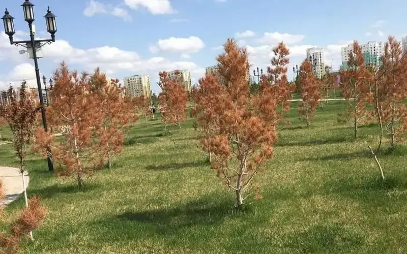 көшеттер қурап кетті 