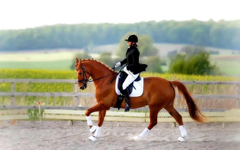 конкурдан ел чемпионаты