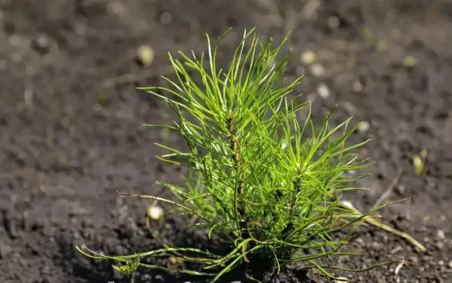 Каждое третье дерево не приживается - сенатор заявил о неэффективном расходовании бюджета