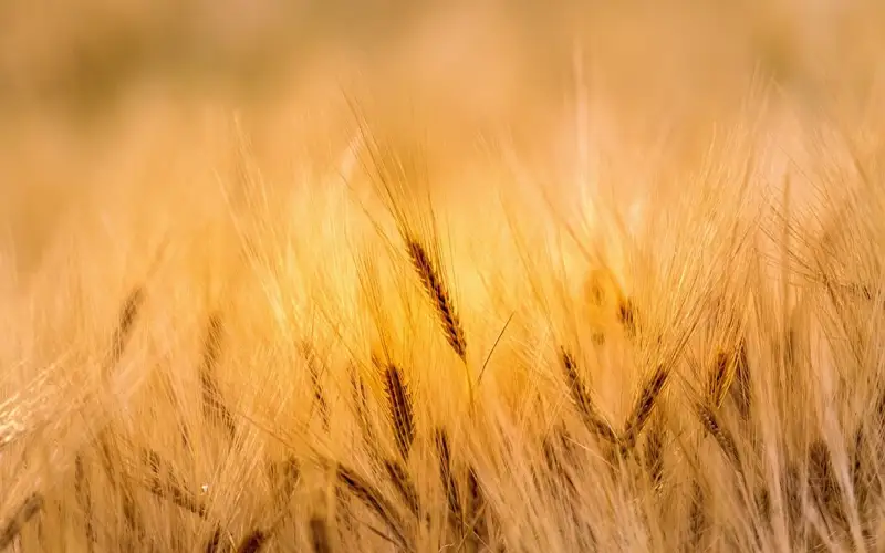 Какой урожай зерна рассчитывают получить в Казахстане – прогноз МСХ