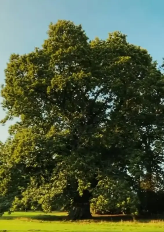 Дерево года выбрали в Великобритании