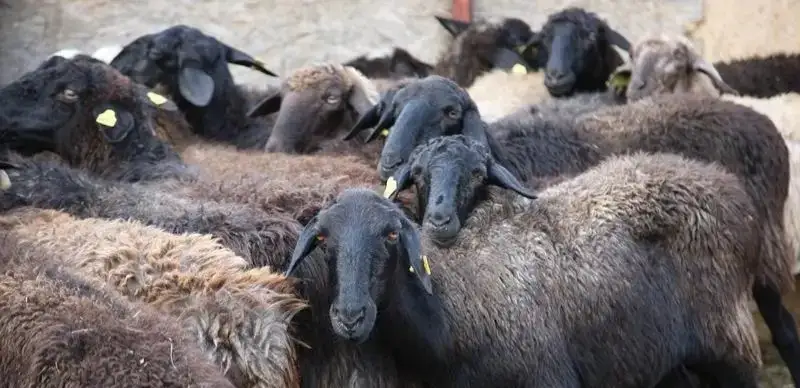 бараны животноводство