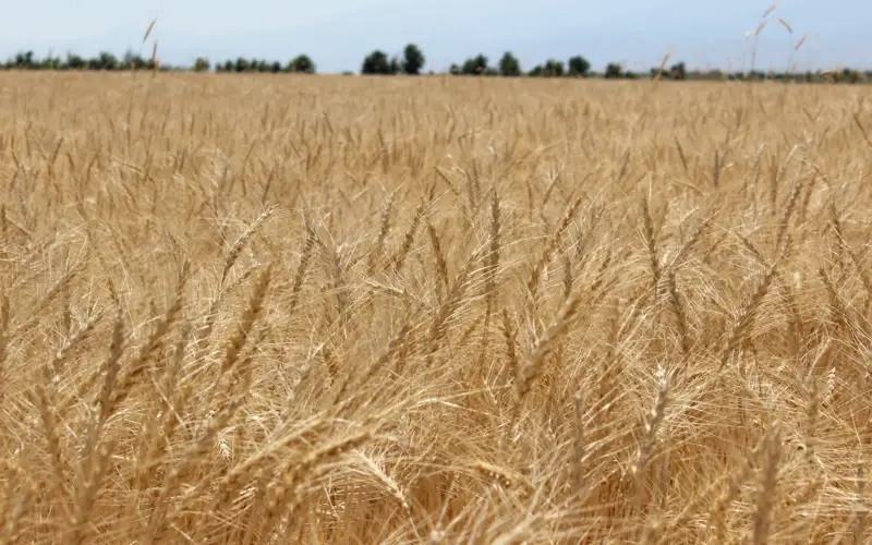 рожь пшеница