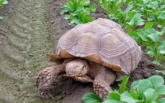 Гигантская черепаха ищет новый дом на ближайшие 100 лет