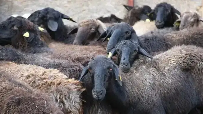 Túrkistan oblysynda 4,3 mln tonna mal azyǵy daıyndaldy