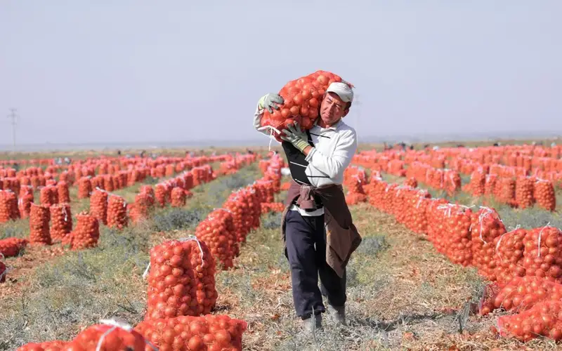 В Узбекистане установлен рекорд по урожайности лука