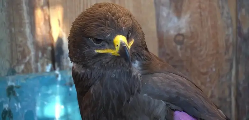 орла спасли волонтеры