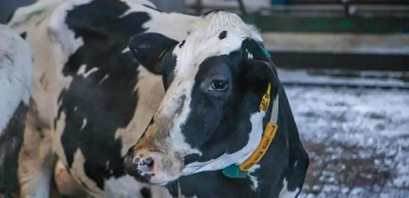 сибирская язва