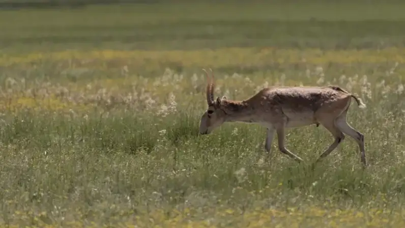 Фото: Тұрар Қазанғапов  