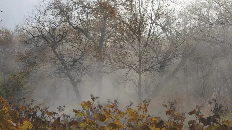Autumn 