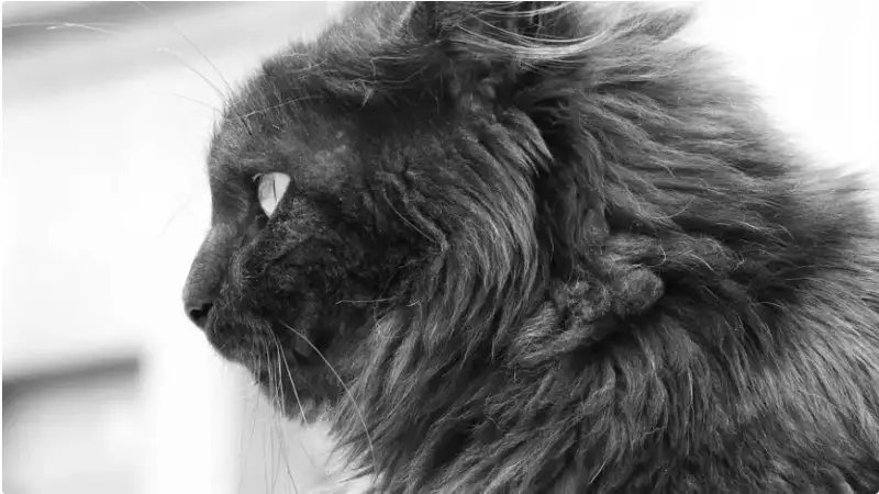 Фото: pixabay.com 