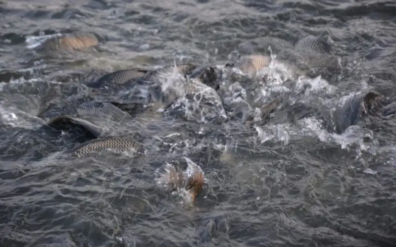 100 тысяч мальков карпа и толстолобика выпустили в Шардаринское водохранилище