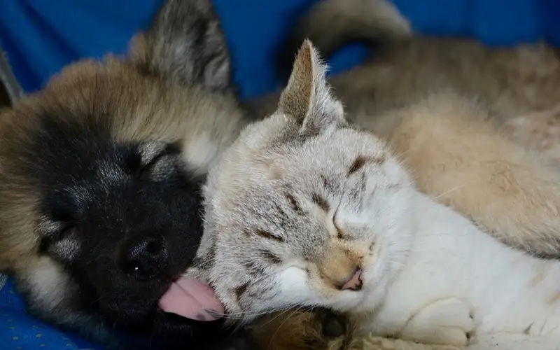 Первый крематорий для кошек и собак открыли в Костанае 