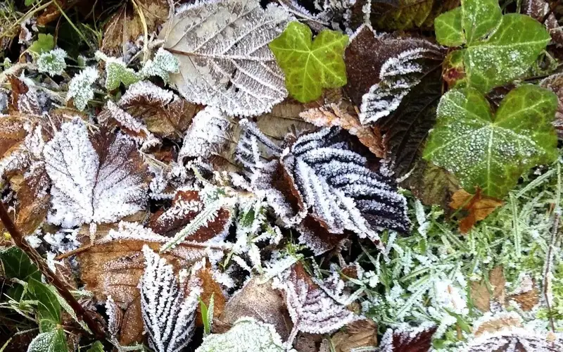 ground frosts