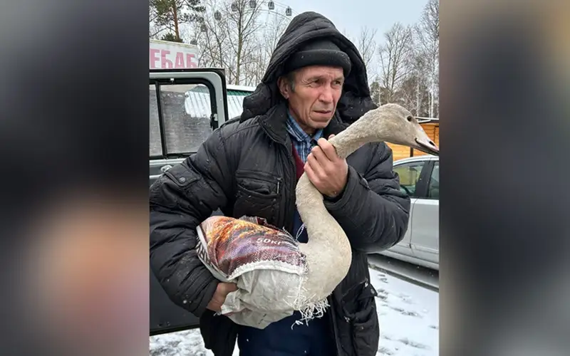 Краснокнижного лебедя-кликуна приютил зоосад ТОО «Бурабай Даму»