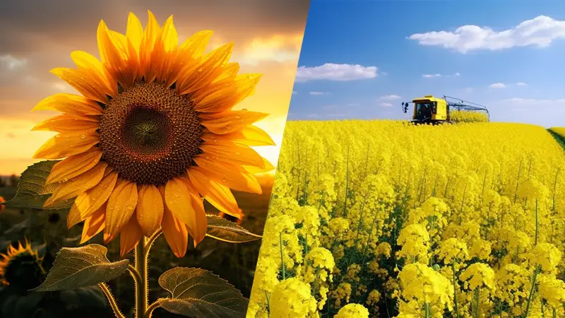 дәнді-дақыл