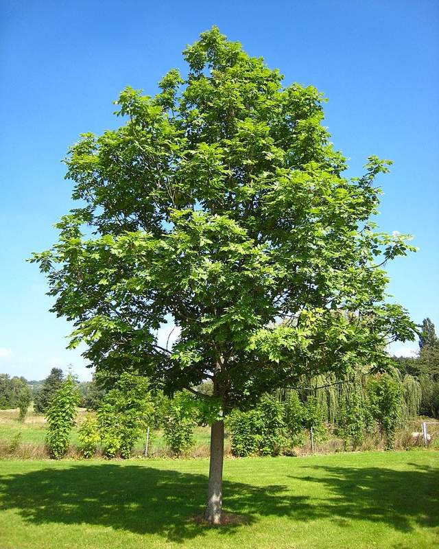 ясень дерево ясень