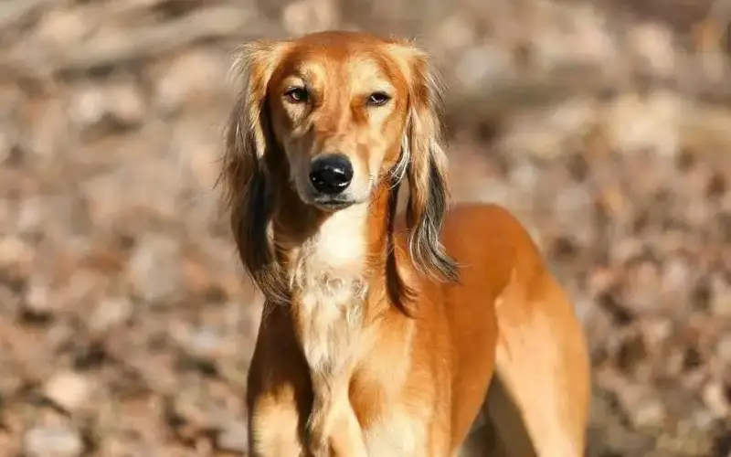 يت ۇلىعان ءتۇن