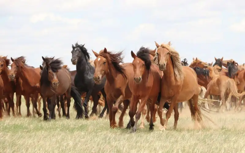 Табун лошадей стоимостью более 65 млн тенге пропал в Актюбинской области