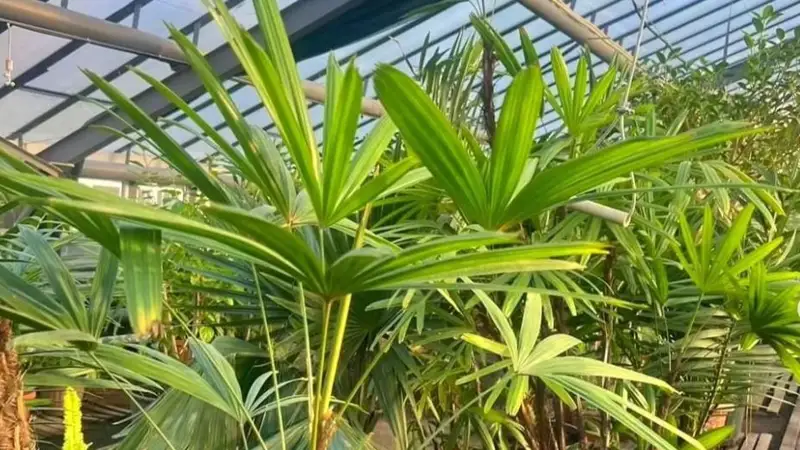 botanıka baǵy