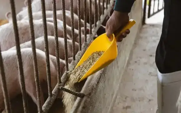 Бразилиядаги чўчқачилик фермасида етти тонна наркотик бўлган бункер топилди