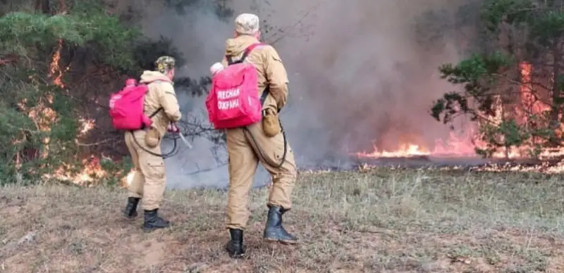 Семей орманы