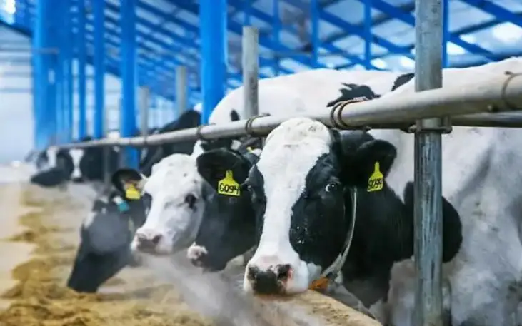 корм для скота