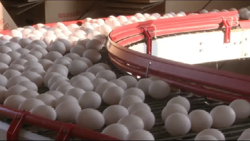  ТОО «Алматинская Птицефабрика Сункар»