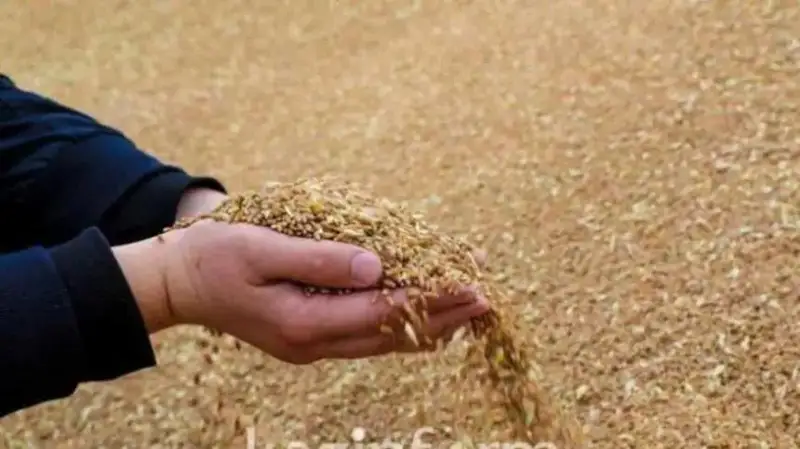 Отандық бидай