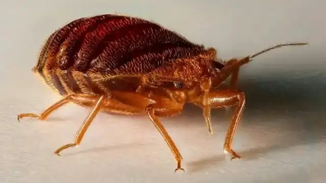 Reports of bedbug appearances reach 30 in South Korea
