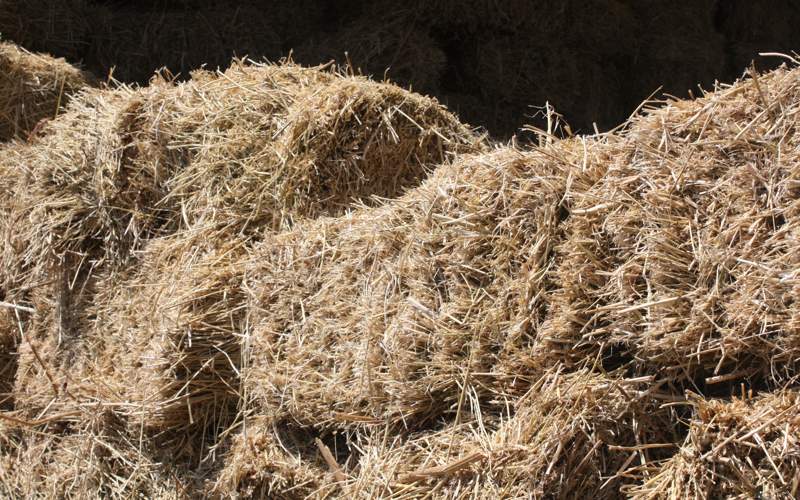 3,4 млн тонн урожая собрали жамбылские фермеры сено