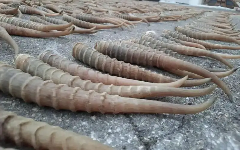  рога сайгаков