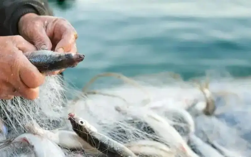 Балиқчилик