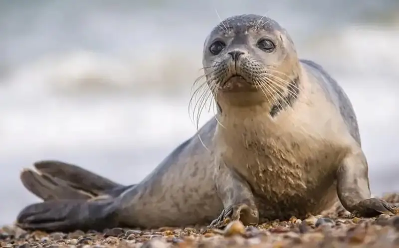  гибель тюленей 