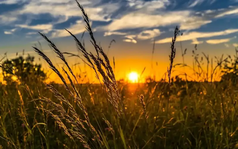 Wheat