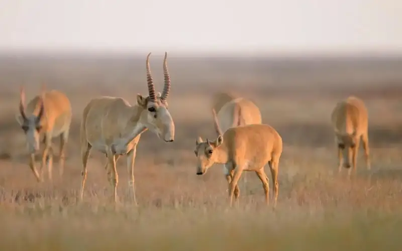 مينيستر كيىكتەردىڭ ءمۇيىزىن قايدا ساتۋدى جوسپارلاپ وتىرعانىن ايتتى 