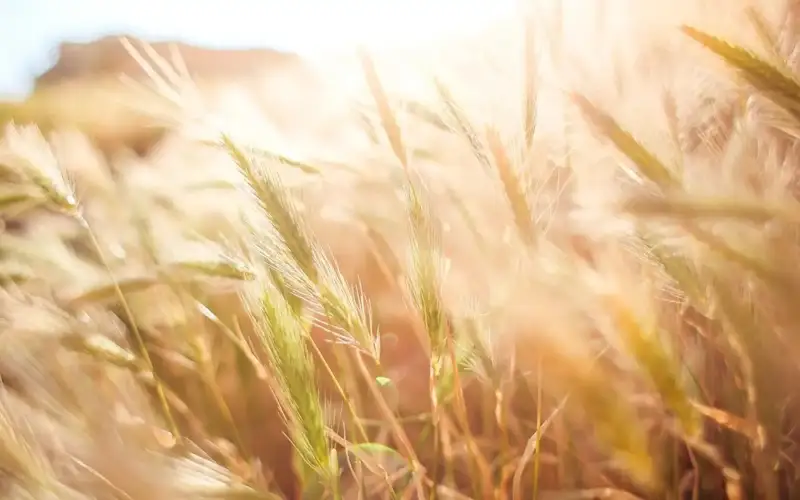 AI, agriculture